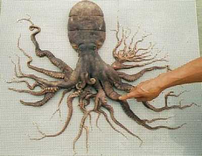 Octopus with 96 arms