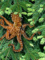 Original tree octopus image